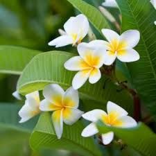 Michelia (SonChampa)11'