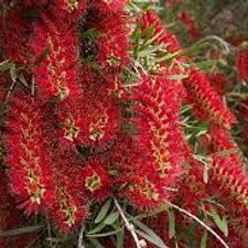 Redbottle Brush 2 feet