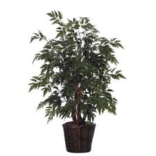 aralia  black 5