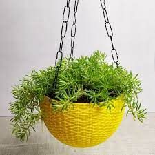 Hanging Basket Sedum