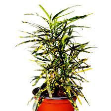 lemon croton 10 pot