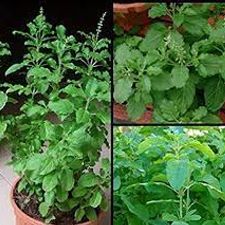tulsi no xl