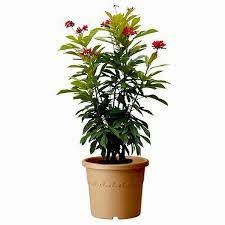 jatropa new 10 pot