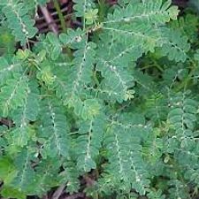 phyllanthus amarus 14