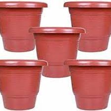 pitos farma 5 inch pot