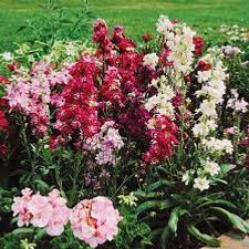Stock flower plant