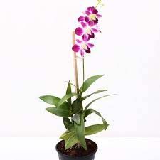 Orchid Plant