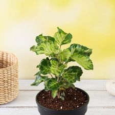 aralia 12