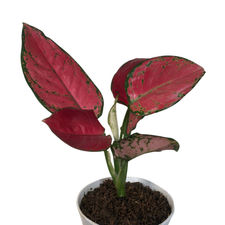 Aglaonema Katrina 5