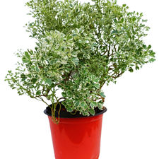 aralia white 10