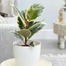 Rubber Verigated 8 Pot