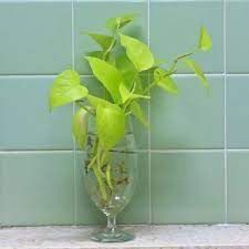 money plant pot 8