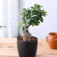 ficus bonsai