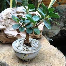 ficus microcurpa 10x10