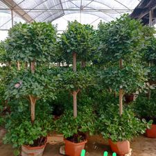 FICUS THREE LAYER
