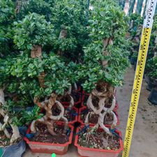 FICUS 5 CIRCLE