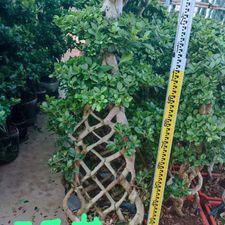 FICUS CHINES KNOT