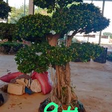 FICUS LOCAL ROOT
