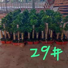 FICUS 3 STEP