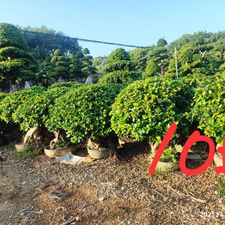 FICUS GINSENG STOCK