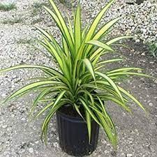 pandanus 7x8