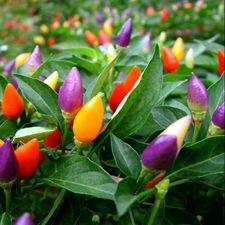 ornamental chilli