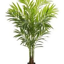 king palm 13x13
