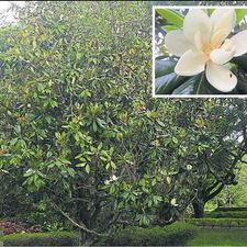 mangolia grandiflora 18