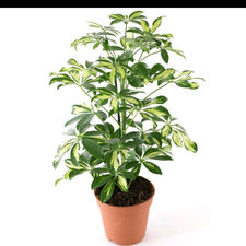 schefflera 10