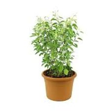 tulsi no 3