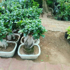 bonsai midium