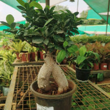 bonsai big