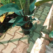 philodhron black 8