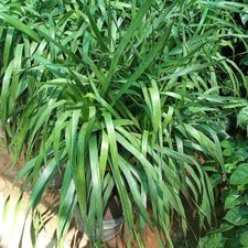 Dracaena Draco  18x18
