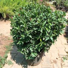 Syzygium cylinden 14