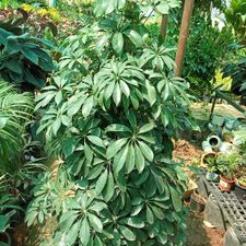 scheflera 12 pot