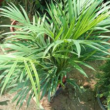 Arica palm dwarf 12