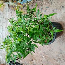 Tecoma bicolor 8 pot
