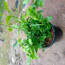 Mogra 8 inch