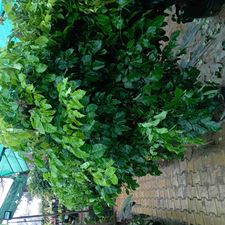 rader machira 21x21
