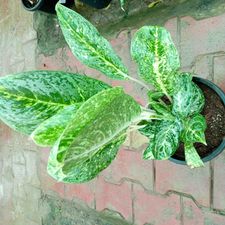 Aglaonema mix pune 8