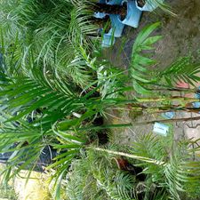 king palm 12