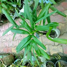 Rhapish Palm 7