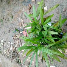 Rhapish Palm 10