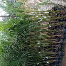 bottlepalm 13x13