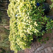 panda ficus 18x18