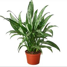 aglogenma cutass