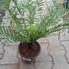 tassle fern