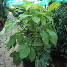 brassia golden 12