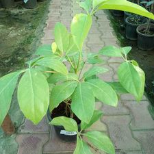 brassia golden 8 inch